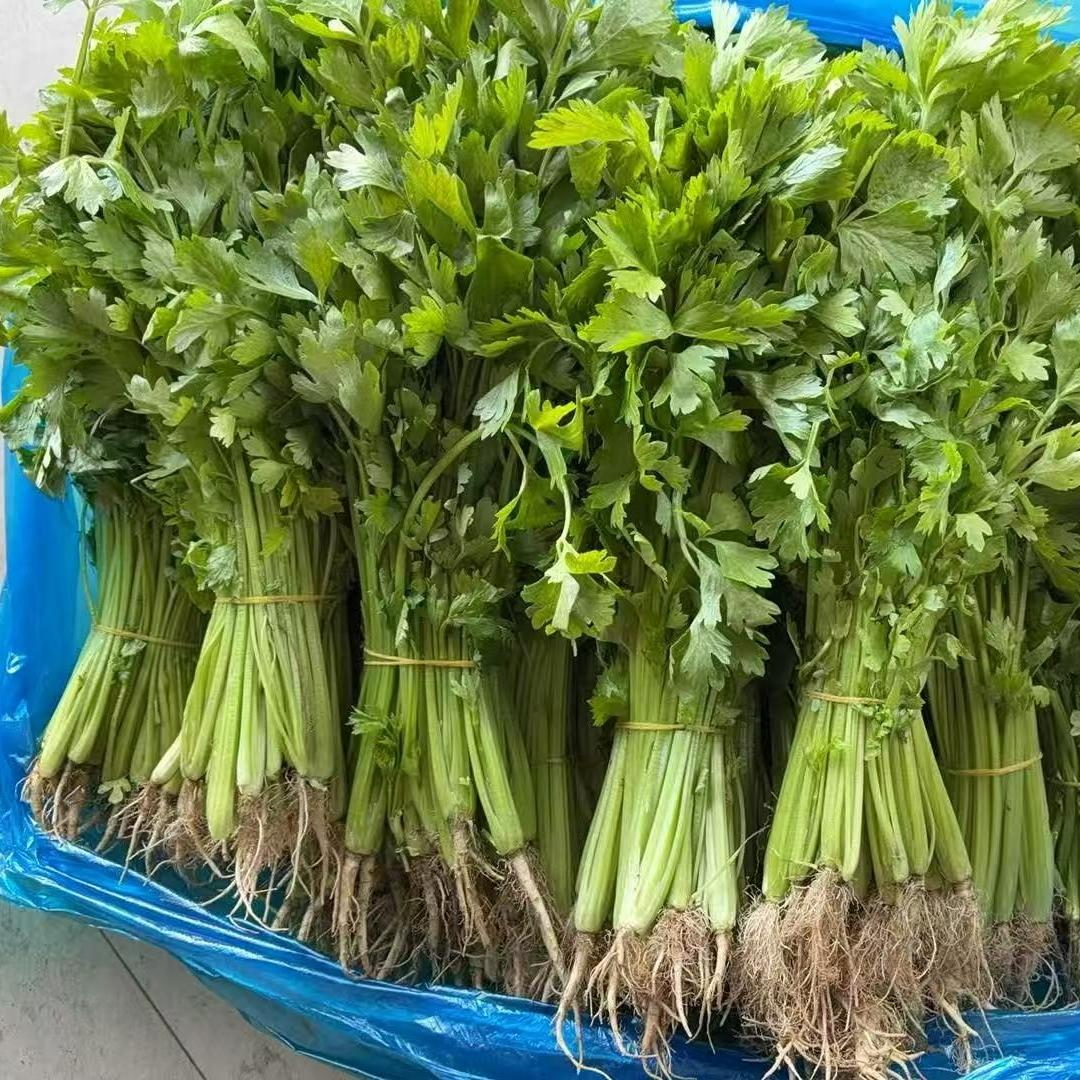 【顺丰包邮小香芹】苏北农家本地小香芹现摘现发顺丰新鲜包邮