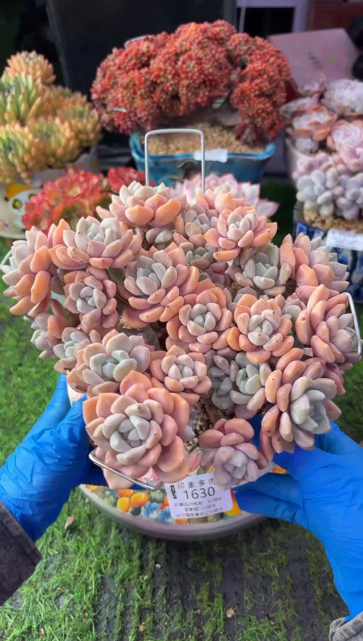 心*姐昆明印象多肉1630