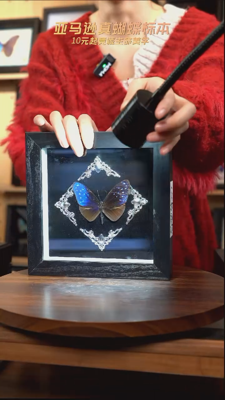 异型紫斑蝶巴洛克风格