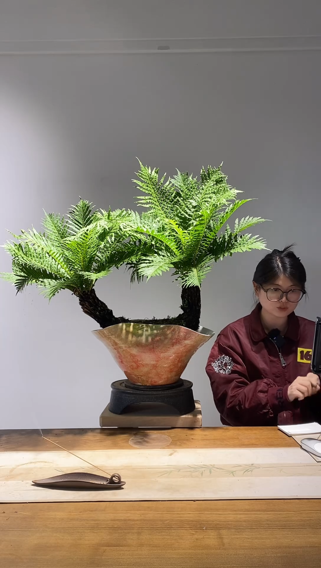 无花朵双斜飘老桩富贵蕨四季常青室内绿植