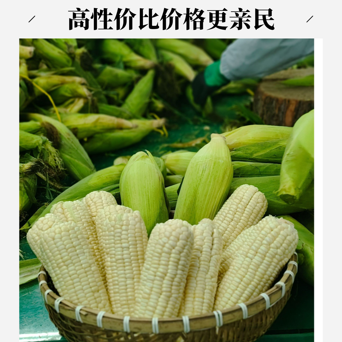 平谷 正宗农科糯336玉米 7分甜3分糯还有一点微微粘  北京市