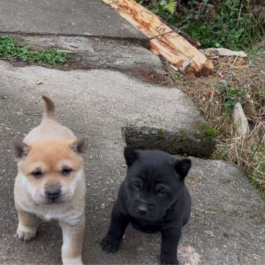 【小吴田园土猎】精品猎狗幼崽直播间挑选