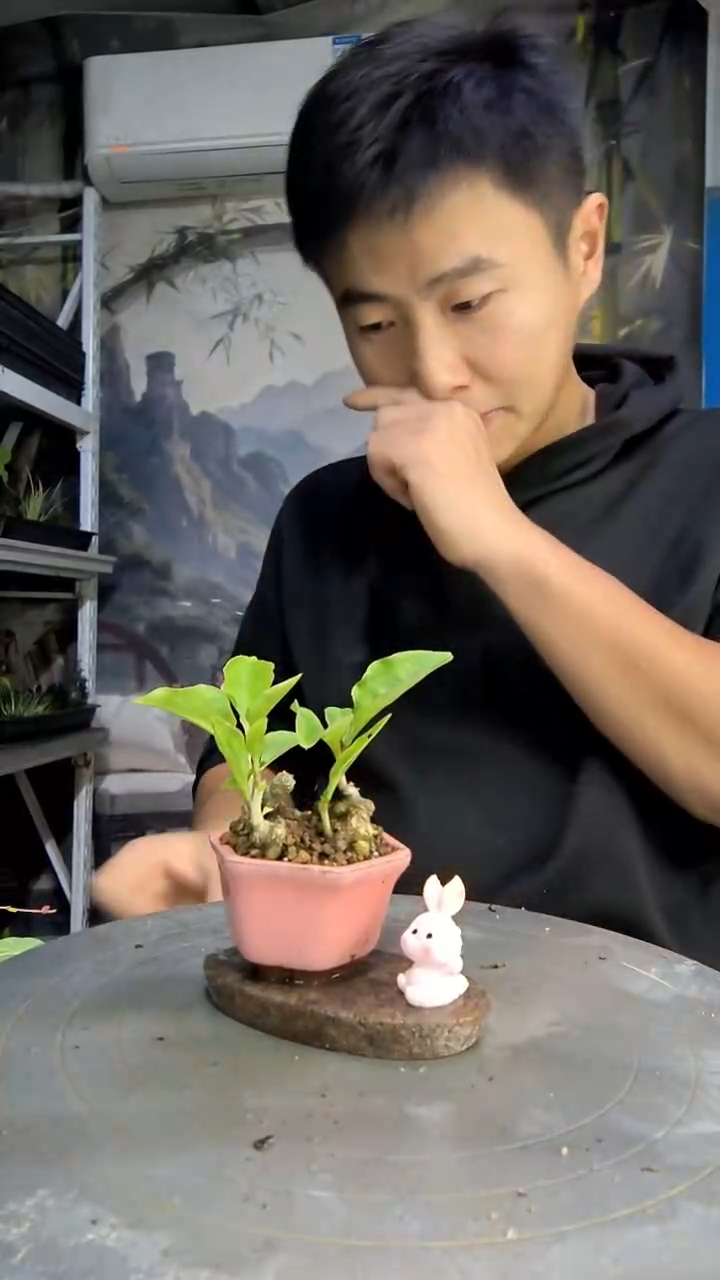 柠****°中青园艺一物一拍478