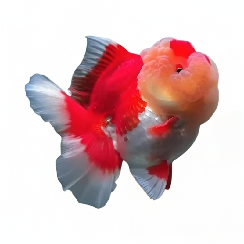 冷水鱼需要打氧气  一物一拍（展示有马印灯效果）无开箱视频无售后