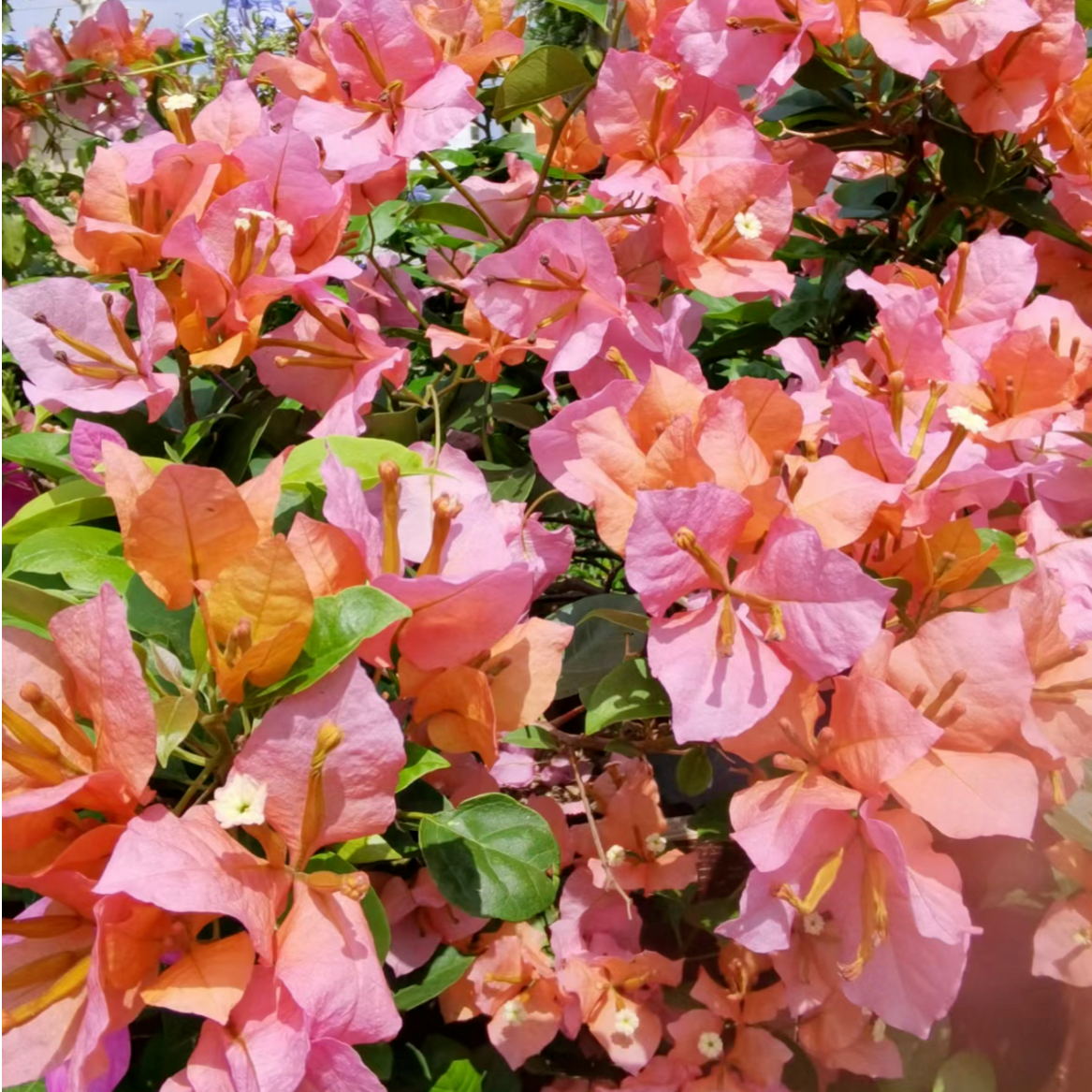 【变色龙】三角梅可飘枝垂吊爬藤懒人新手小白好养开花