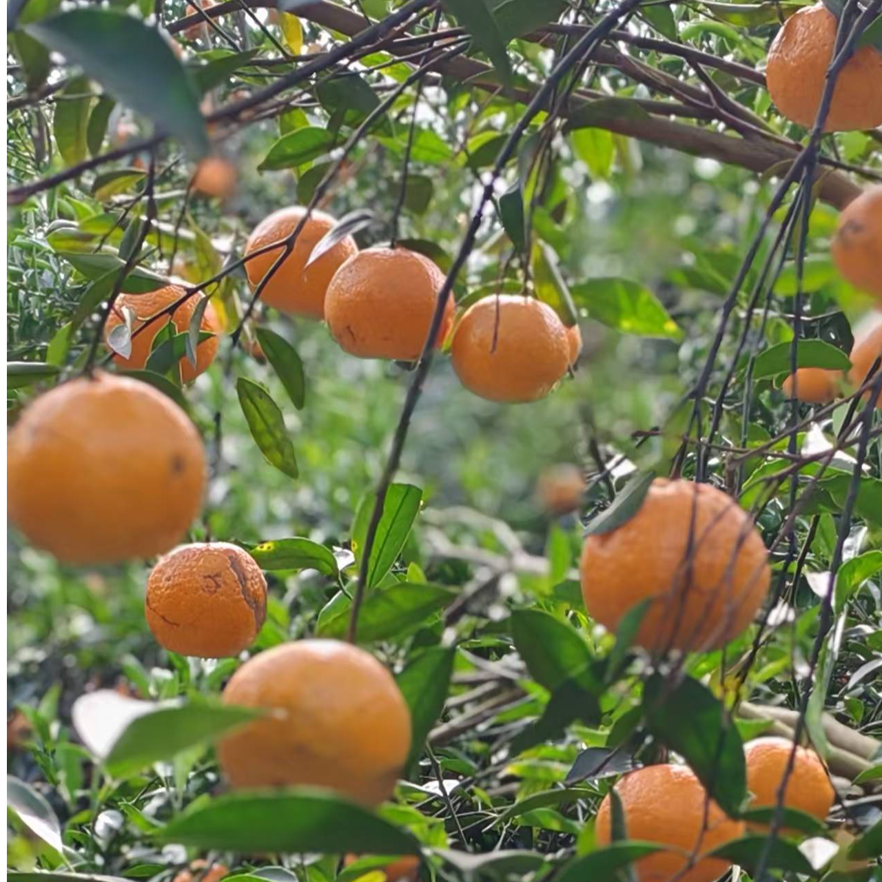 2024新会礼乐【冬后】圈枝大红皮纯天然生晒新会陈皮