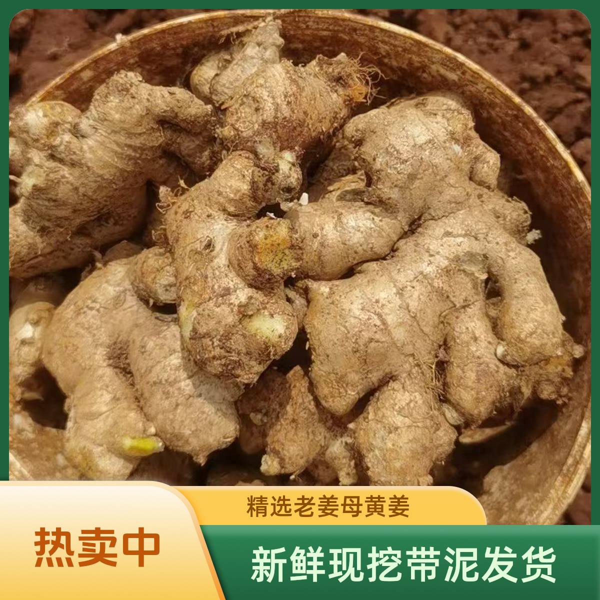 3斤新鲜生姜老姜母老黄姜现挖带泥发货味辛辣【科润】