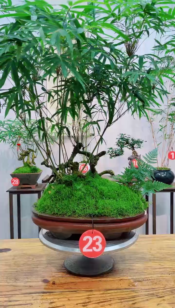 【闪购商品】竹子盆景竹子盆景