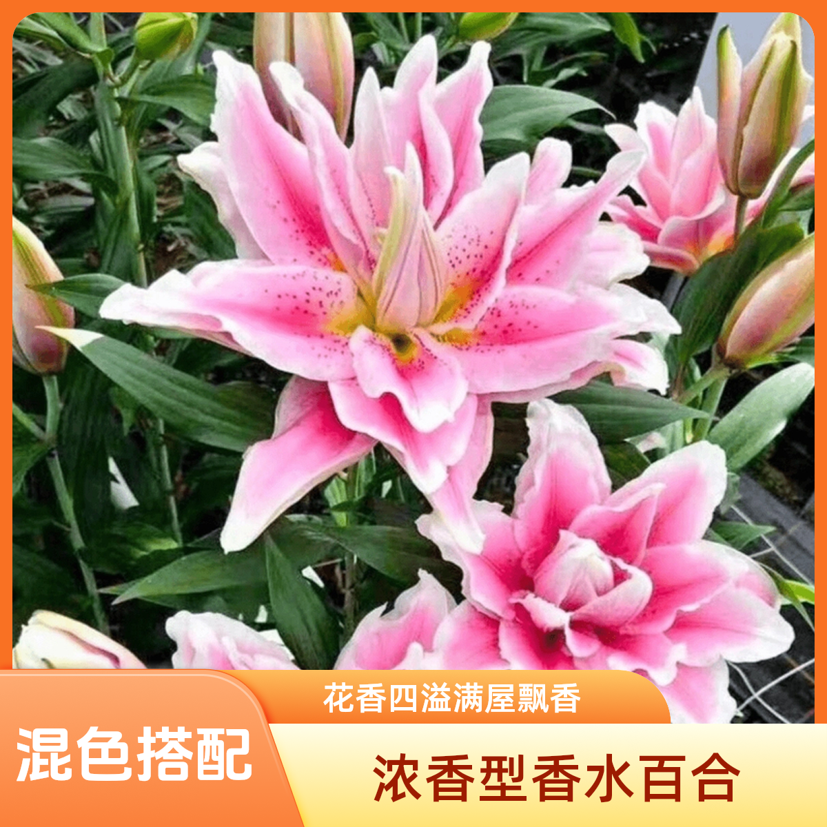 进口香水百合大花朵种球四季可种适合阳台庭院种植花卉绿植