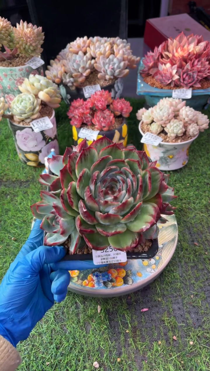 昆明印象多肉5256