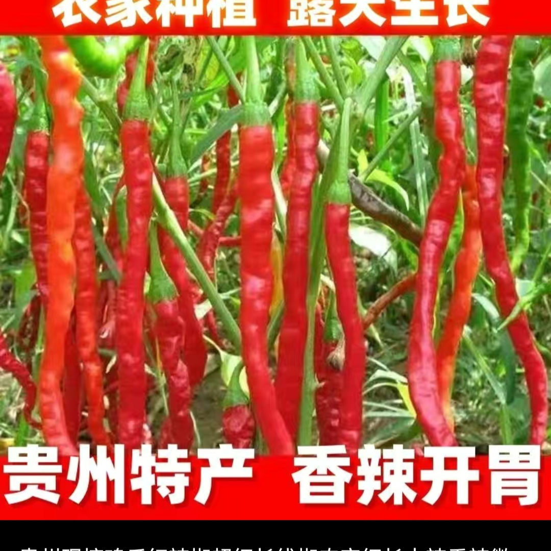 贵州农家现摘大方鸡爪辣红辣椒细长中辣露天种植干椒剁椒酱专用