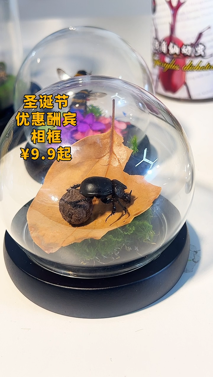 有机玻璃屎壳郎推粪球