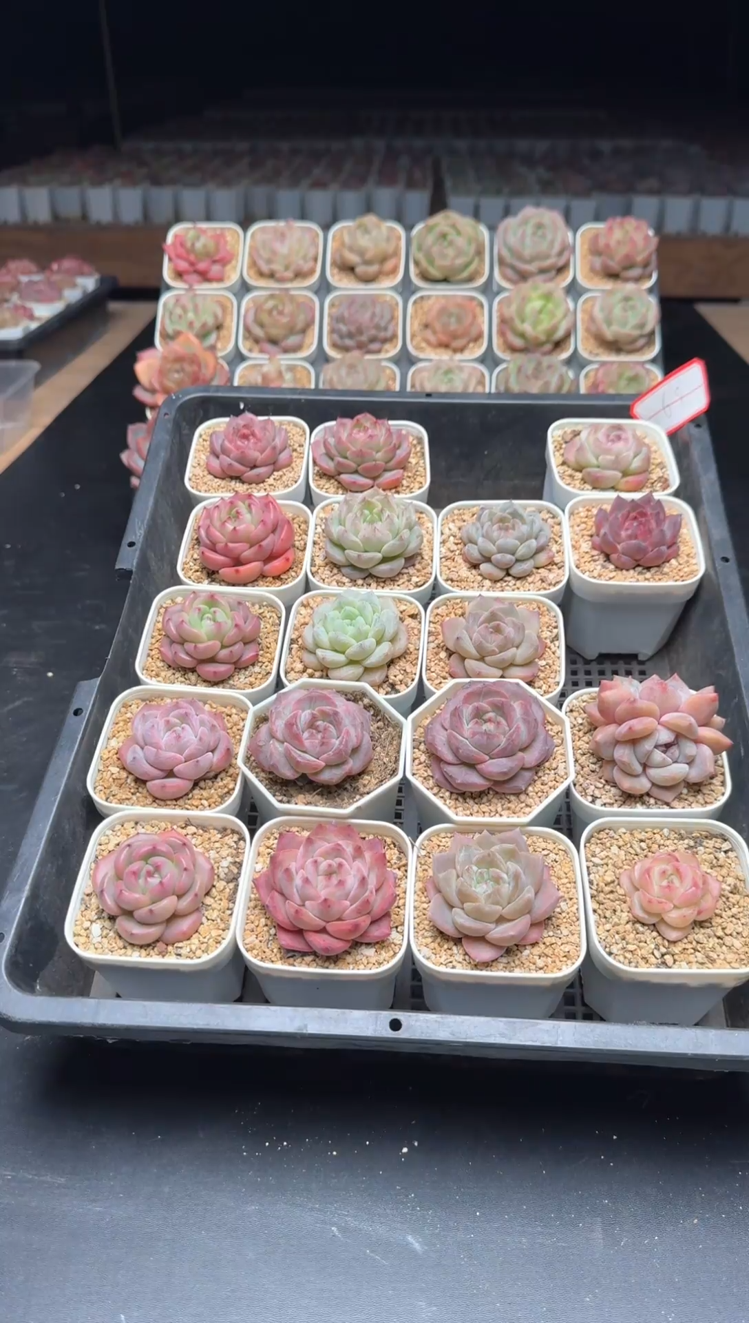 【闪购商品】427号一物一拍珍妮多肉花卉植物3颗起发