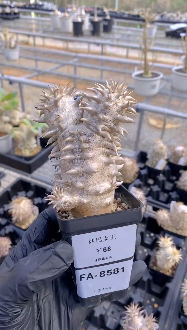 【闪购商品】西巴女王FA-8581