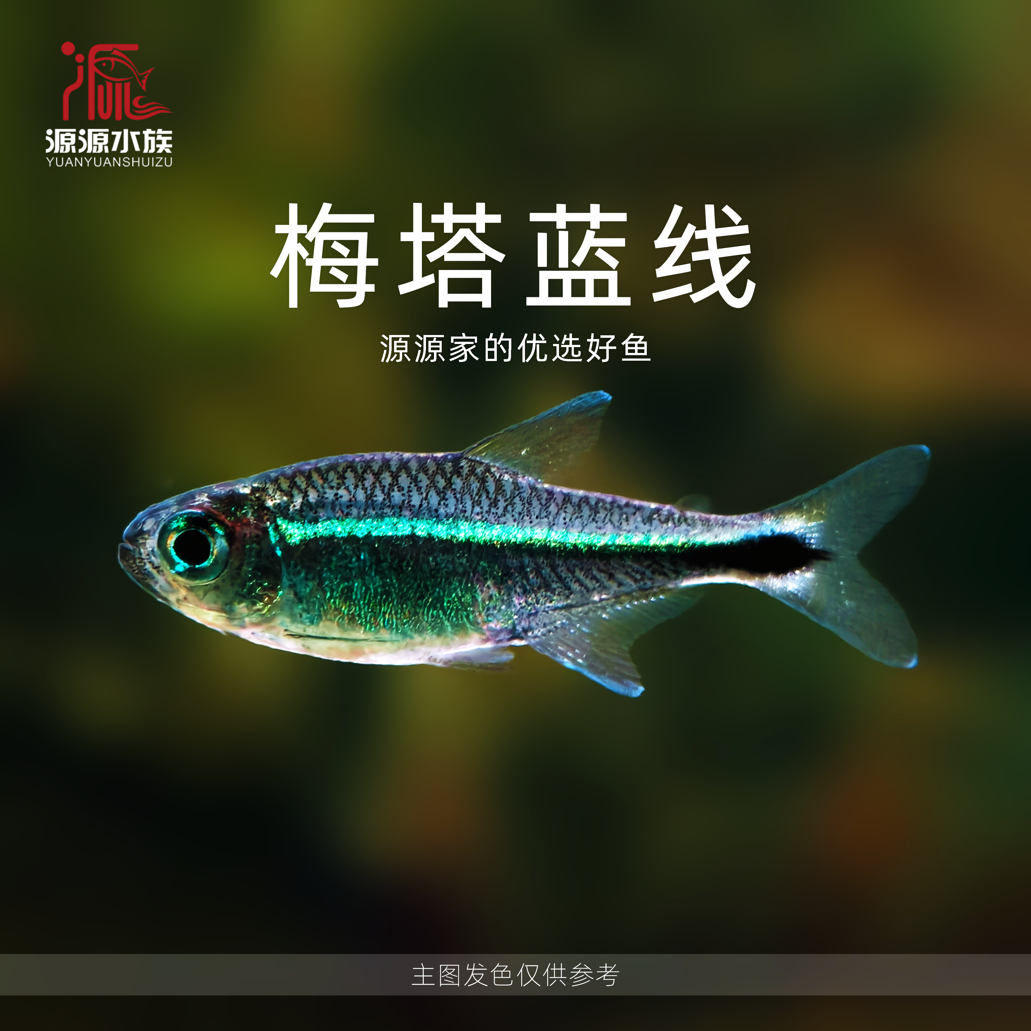 【源源水族】梅塔蓝线 高级小型灯科鱼