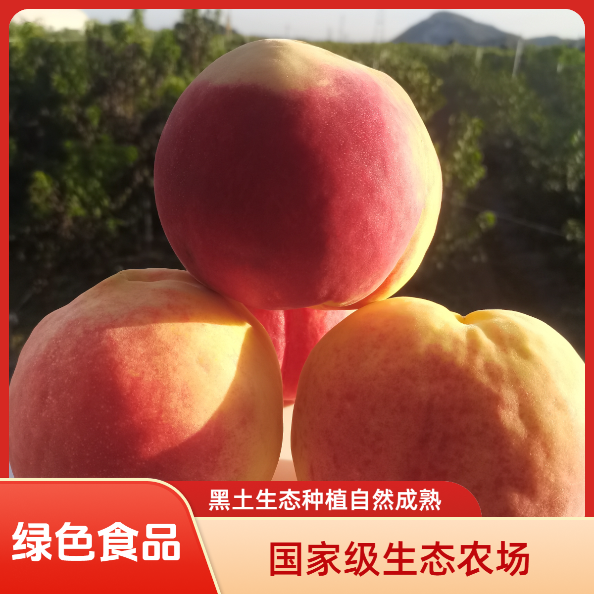 【平谷大桃】黑土生态种植尝鲜福利水蜜桃桃子北京市