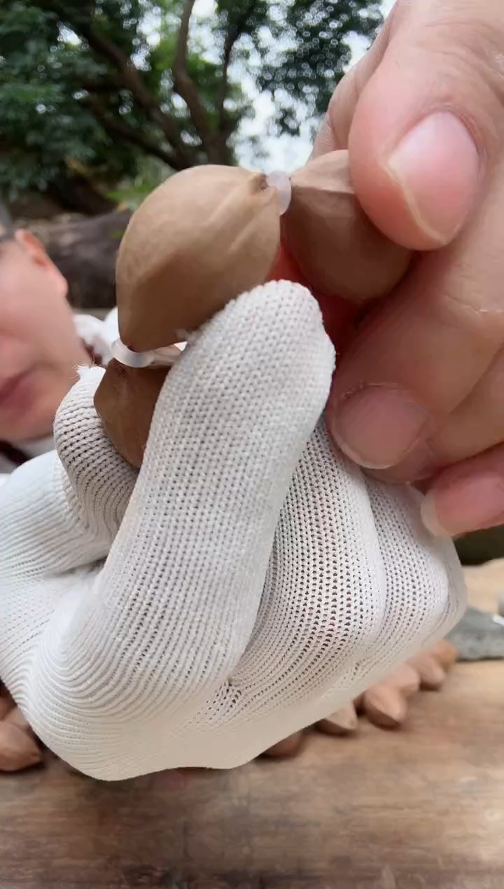 【闪购商品】橄榄核手串1926 梅林铁核原生态素串 88