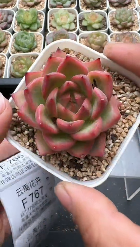 765F云禹多肉植物 默认脱土纸巾打包 3颗包邮