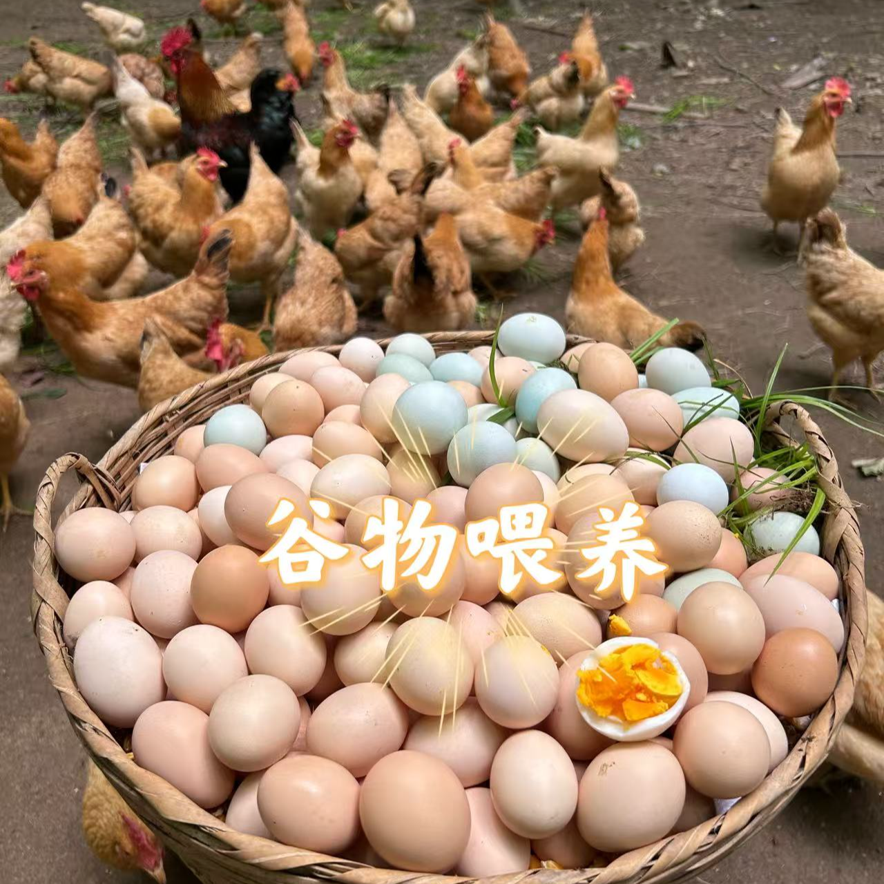农家散养土鸡蛋 新鲜营养健康土鸡蛋50枚装