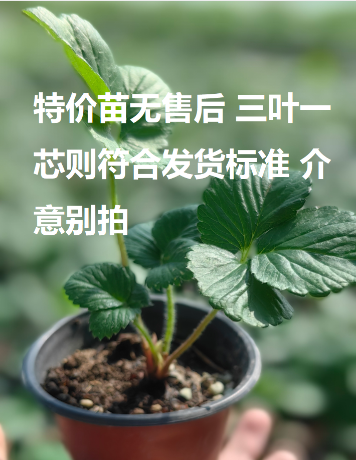 【特价福利苗】草莓苗奶油草莓苗白色草莓苗黑色草莓苗粉色草莓苗