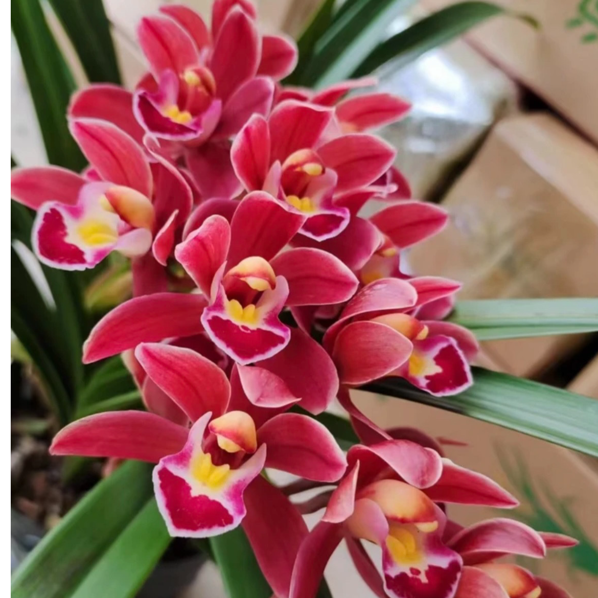 浓香（红双喜）兰花好养花卉