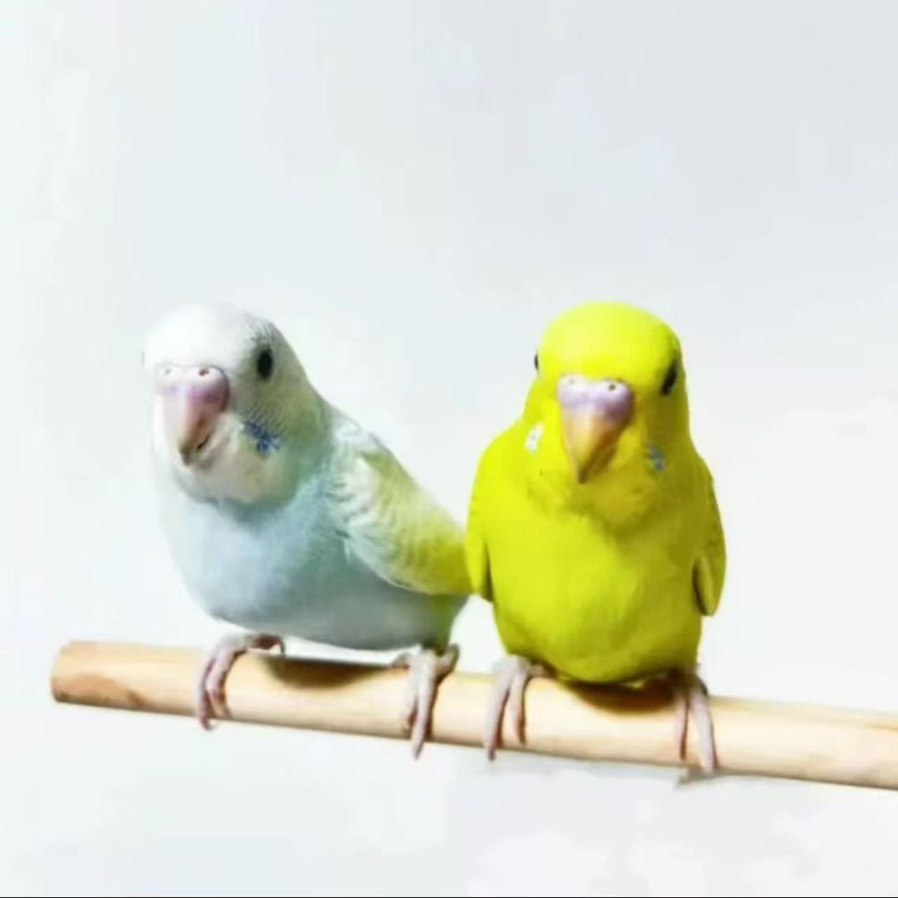 鸟笼两只鹦鹉亲人粘人能上手(手养鸟）