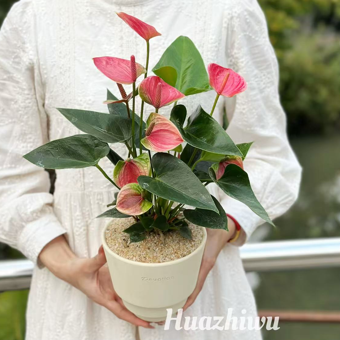 A＋级粉掌土培植物粉掌盆栽花卉植物室内花办公室桌面四季开花 