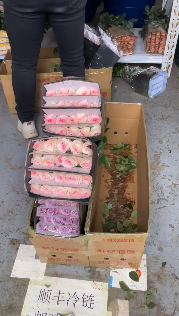 洛神2扎+海洋之歌1扎