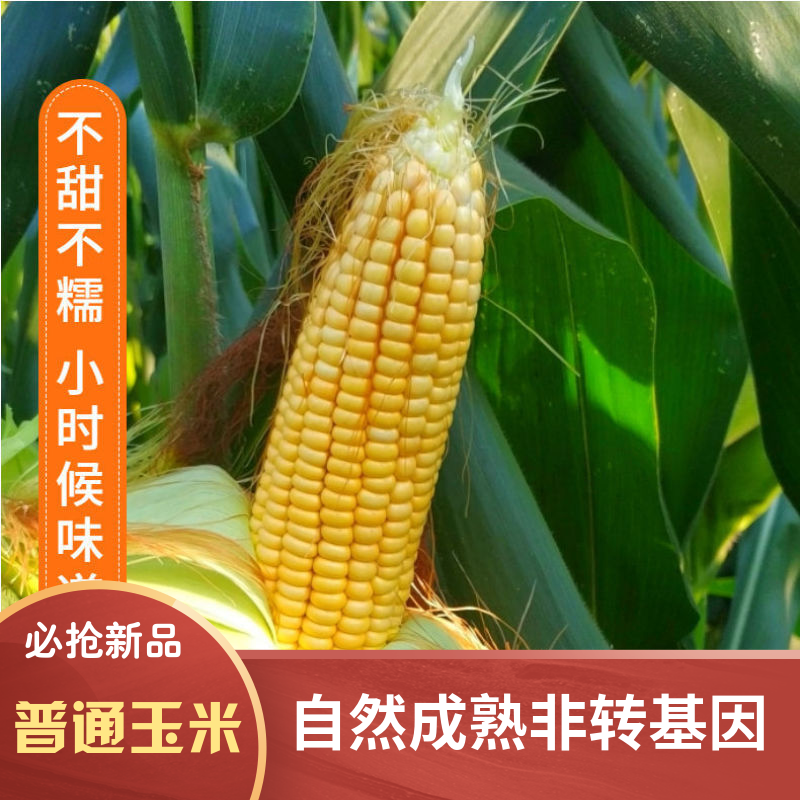 笨玉米棒子现摘现发农村新鲜老玉米笨