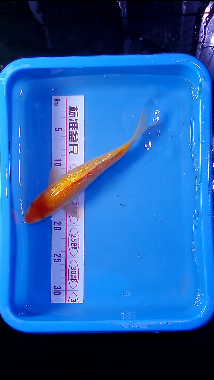 锦鲤直播间菁选 对版发货 45号