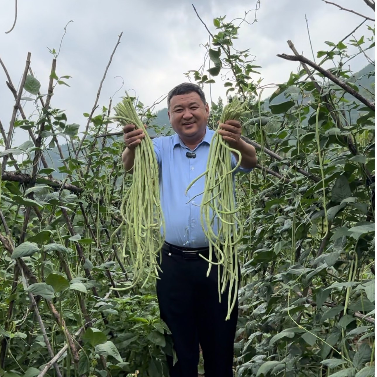 东东峪豆角农家蔬菜专用链接