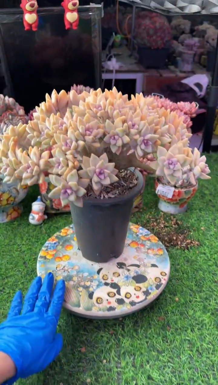 昆明印象多肉6105