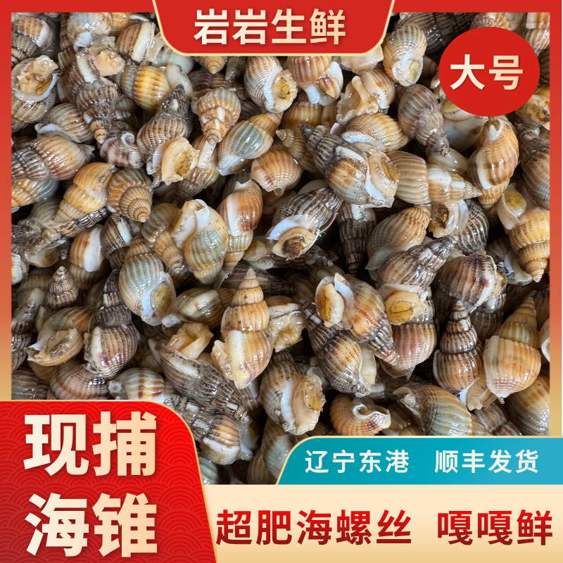 [中号]丹东东港海锥 超肥海瓜子海螺丝  顺丰包邮