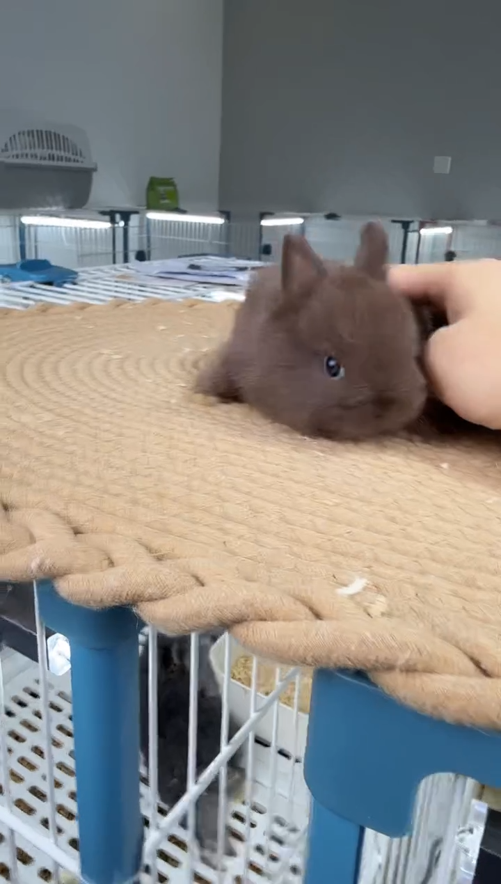 侏儒兔小波比侏儒兔   巧克力