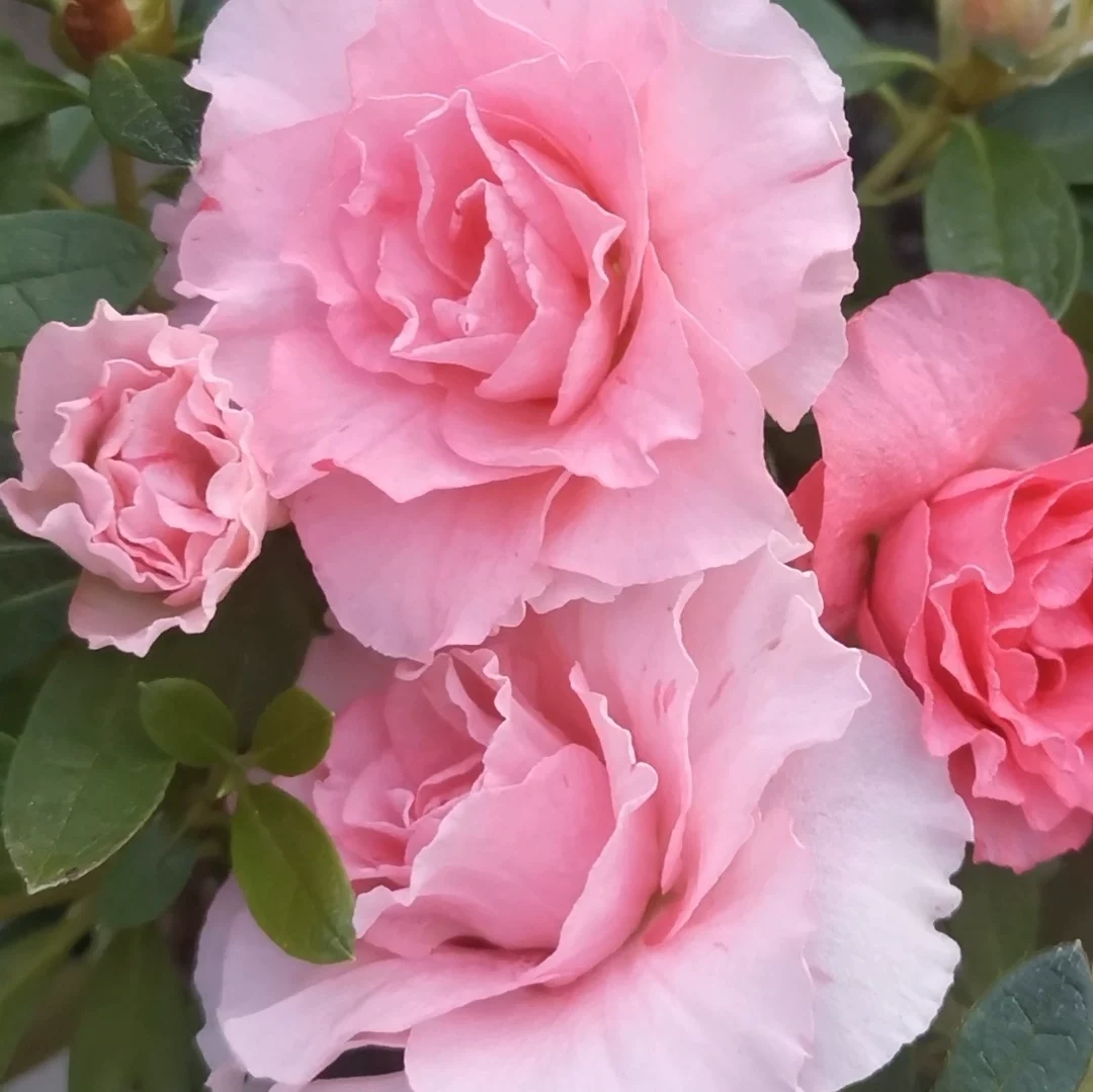 桃梅锦杜鹃带花苞