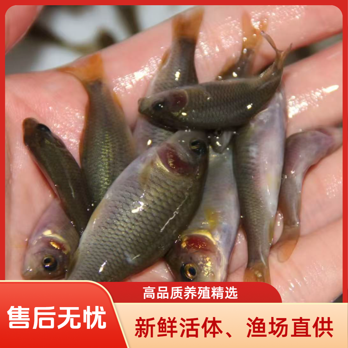 禾花鱼 稻花鱼 禾花鲤鱼 淡水养殖观赏鱼包运损好养易活