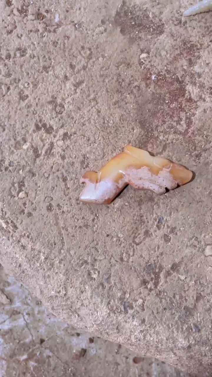 【闪购商品】瓷片手工，手绘，陶器