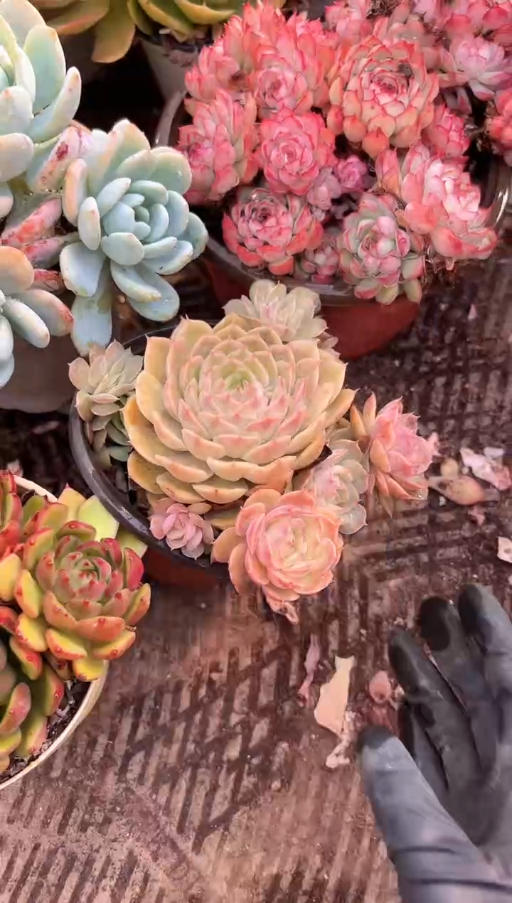 林*多肉植物一物一拍01243