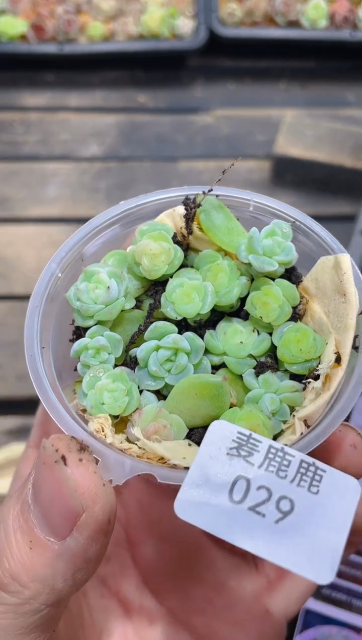 029泼天富贵保15颗  量拍