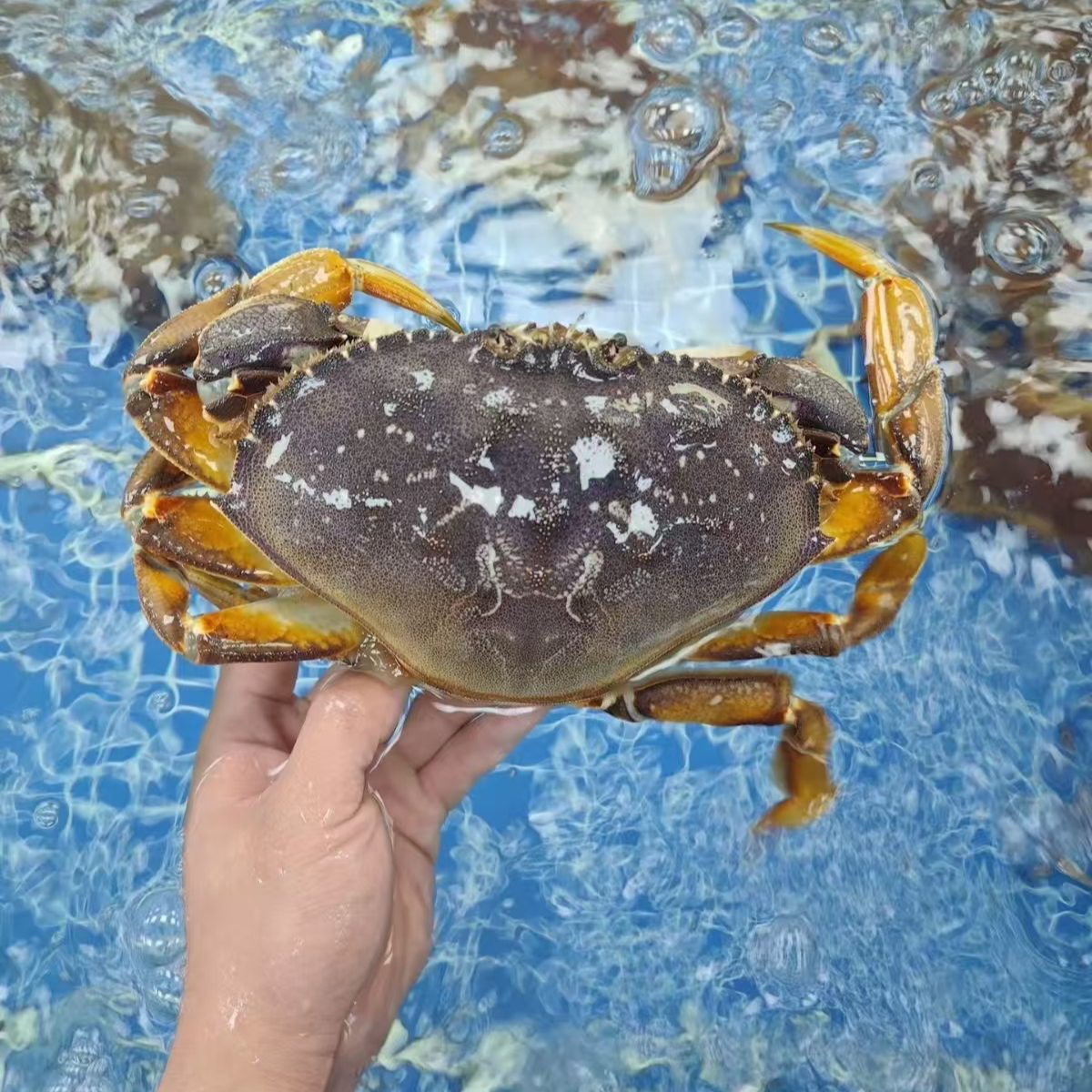 大闸蟹限时福利极品4母母蟹1.8-2两/一只