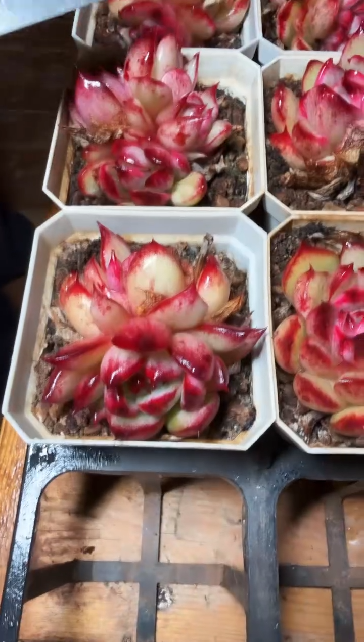 70#带崽大王玛利亚锦（4-6cm）带盆土