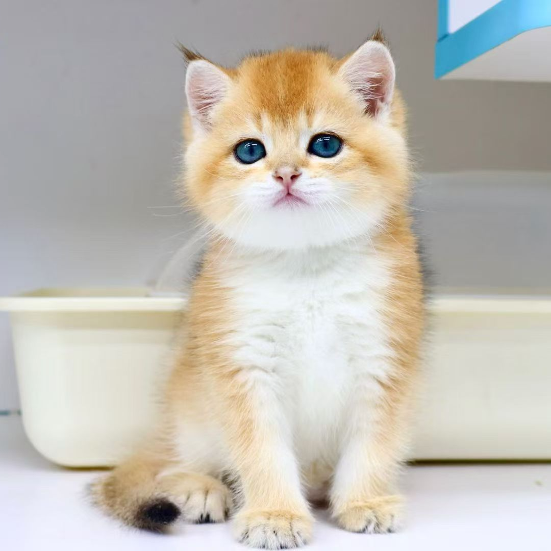 英短金渐层小妹妹包子脸猫猫