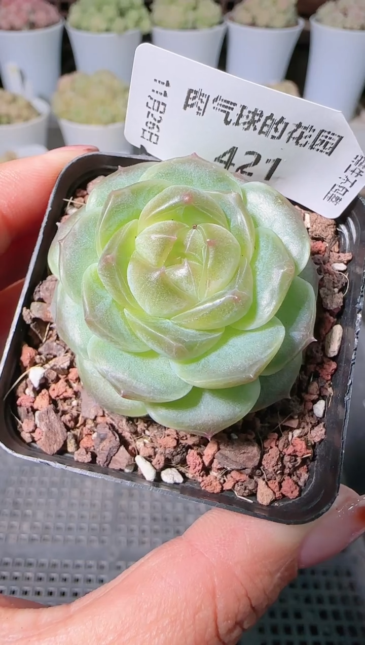 1126-421bl-8群生不包整