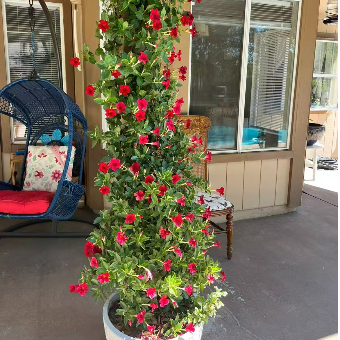 【红色飘香藤】盆栽四季开花耐热多年生阳台庭院植物花卉