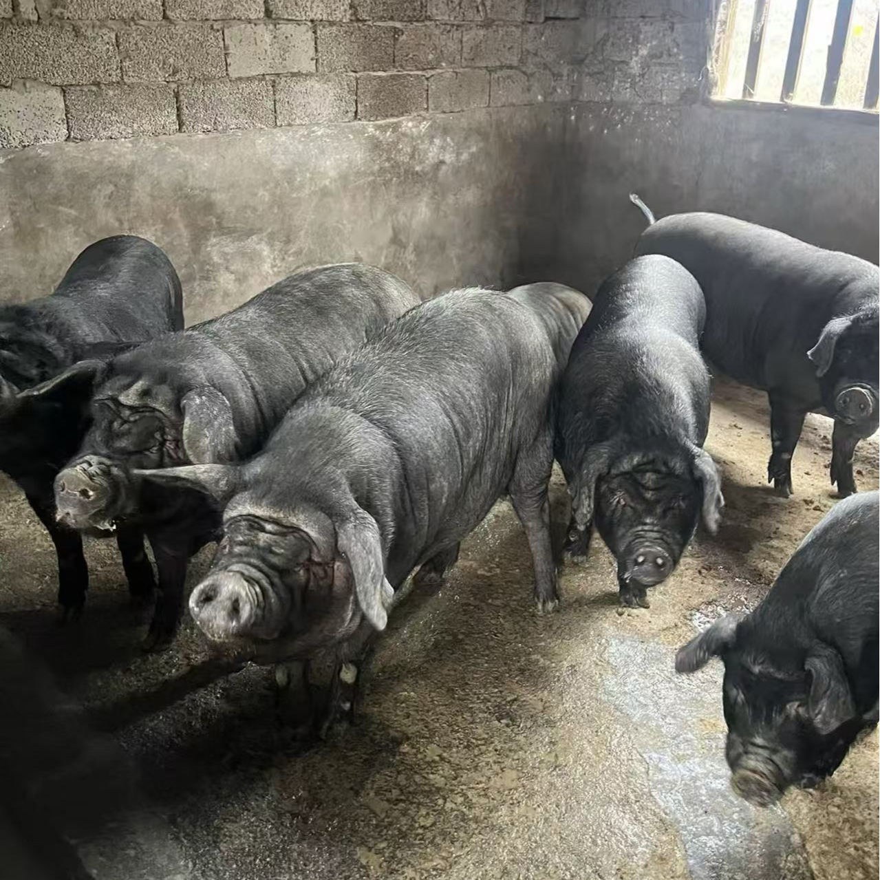 【现场称重】农家黑毛熟食土猪肉顺丰包邮