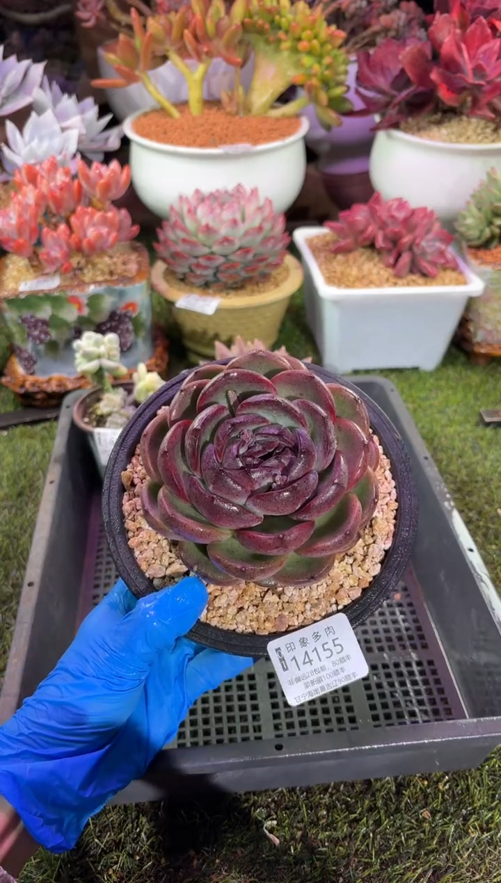 【闪购商品】14155