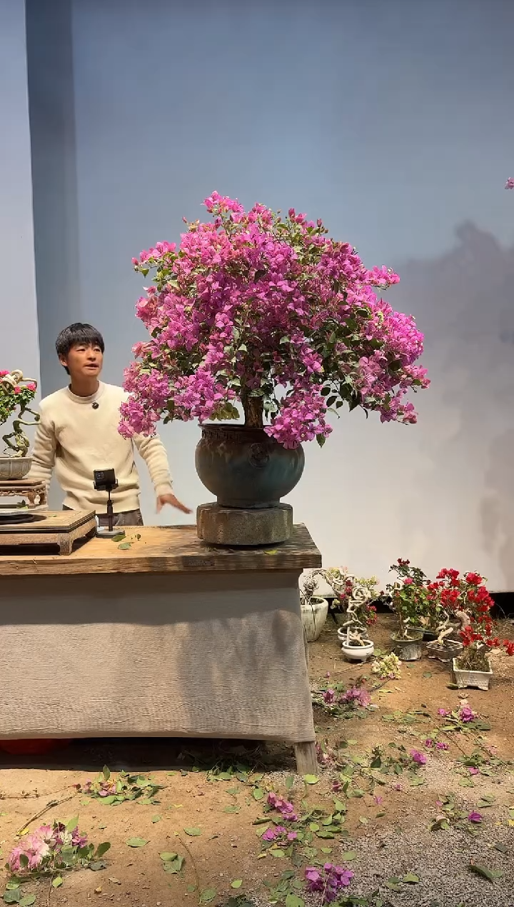 以实际为准三角梅24