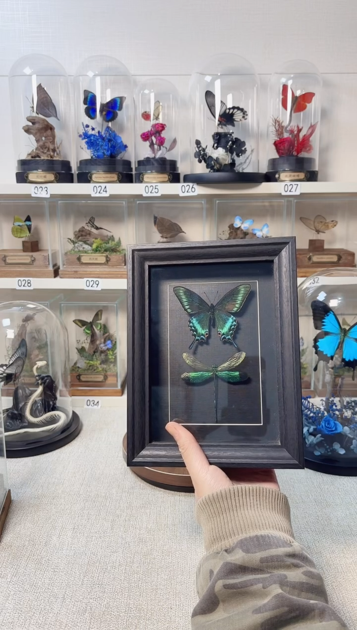 玻璃真蝴蝶标本相框款
