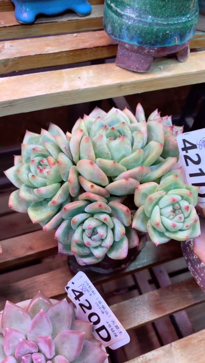 421D（一物一拍，精品多肉，w所见即所得 ）