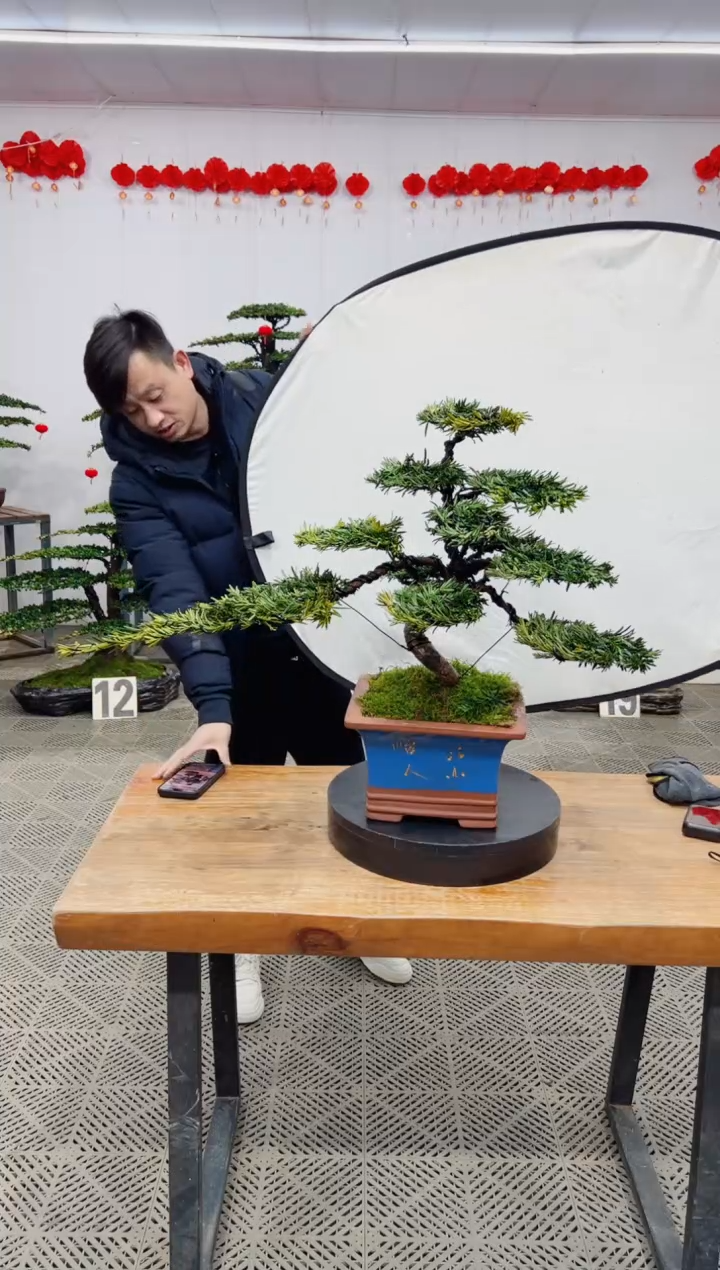 【闪购商品】盆景盆景